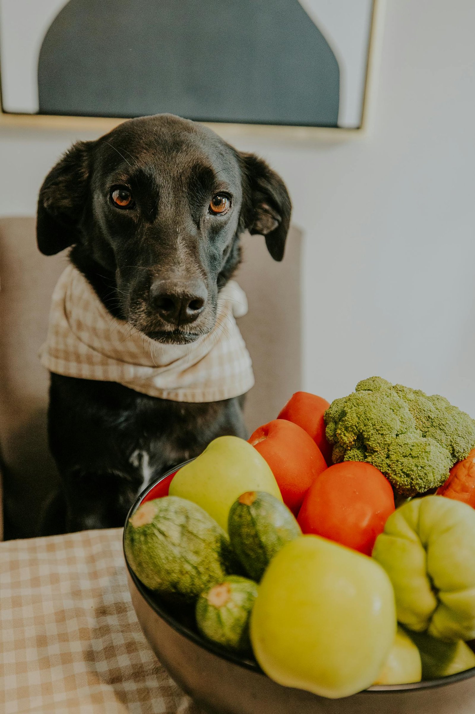 A cute black dog with a scarf sits by a table with fresh vegetables.