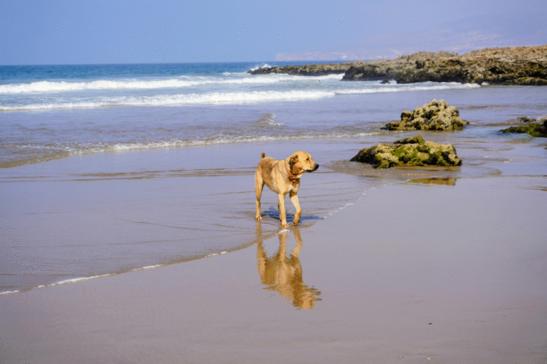 Building Strong Foundations: